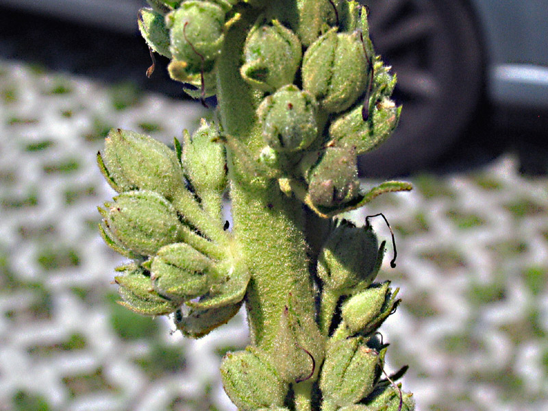 Verbascum densiflorum Bertol. o V. phlomoides L.?